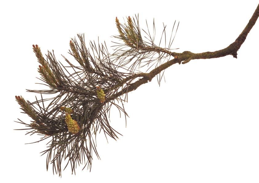 Fleur de Bach Pine N°24 Pin Sylvestre